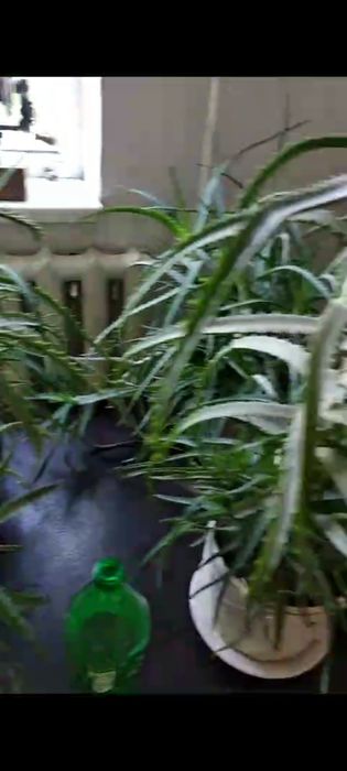 Алое вера, домашняя лечебная пятилетняя