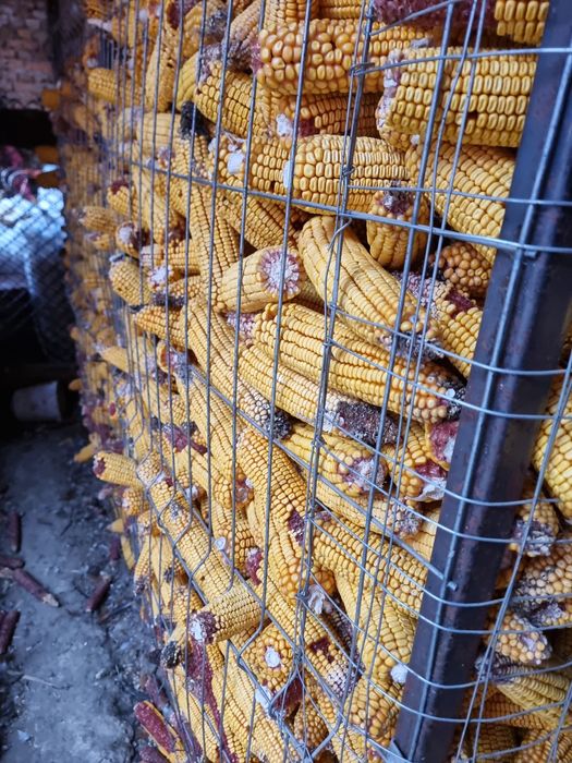 Porumb de vanzare știuleți sau boabe