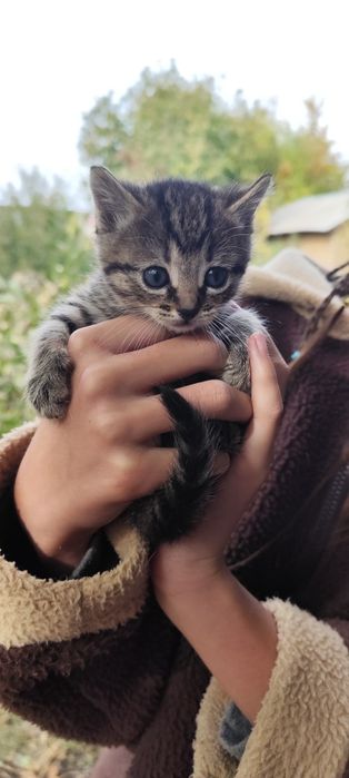 Отдадим даром котят