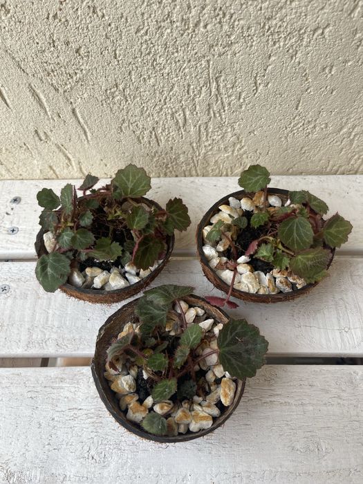 Strawberry Begonia (Saxifraga stolonifera)