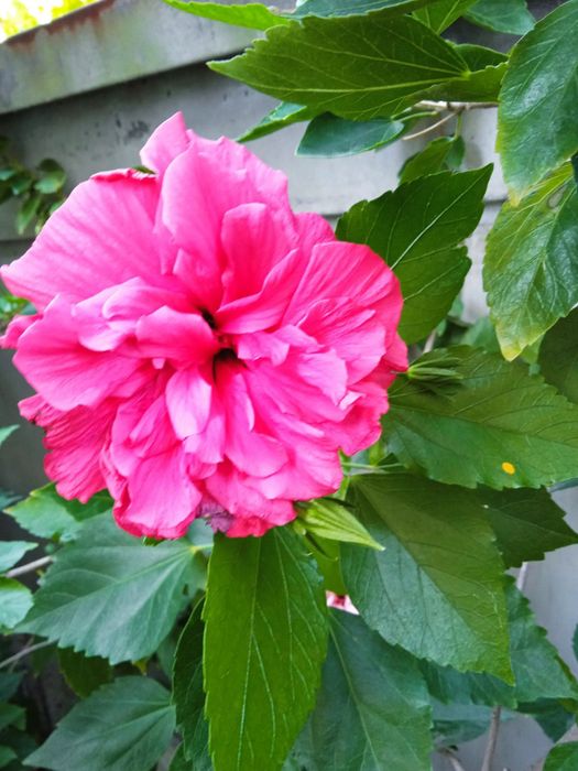 Продавам лимон,бенджамин,китайска роза