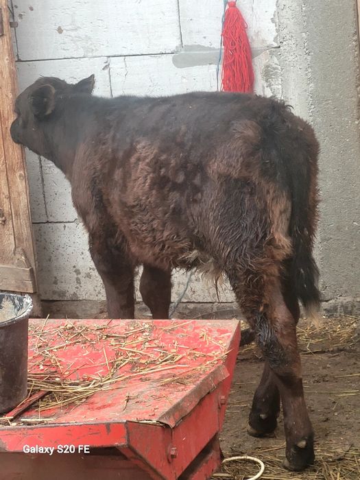 Tauras angus 4 luni bun de ținut frumos mâncăcios