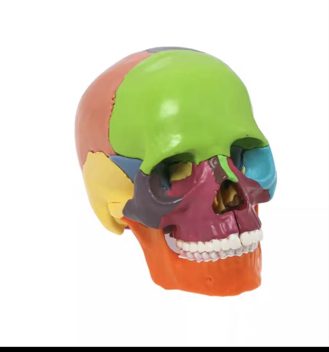 craniu medicina