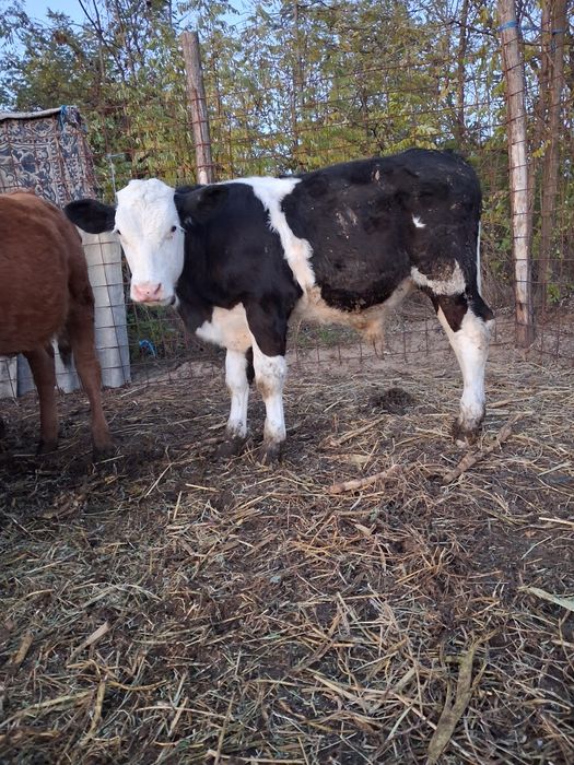 Vând tauras frumos mancacios