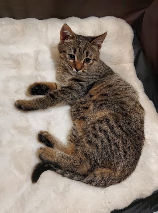 Pui de pisica spre adoptie blanda jucausa  Bucuresti