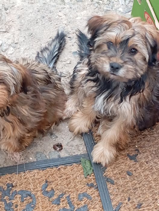 Йорки 2 броя продавам!!