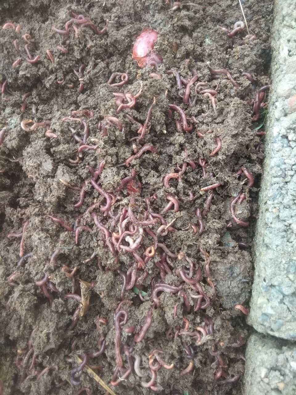 Chuvalchang Kilo Xisobida 100% Soft Chuvalchang