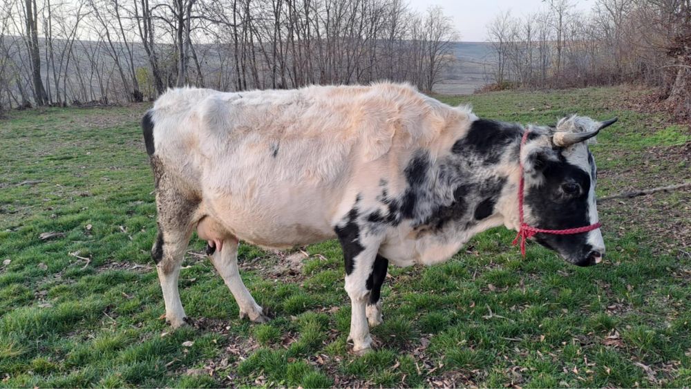 Vand vaca al 2-lea vitel