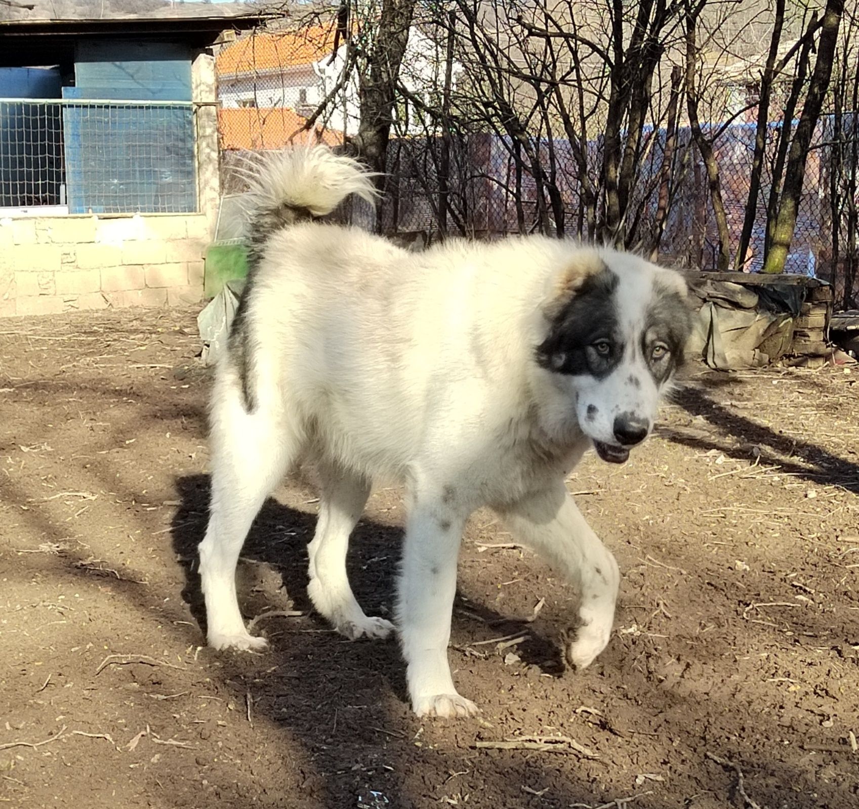 Сао, Алабай, Средноазиатска овчарка