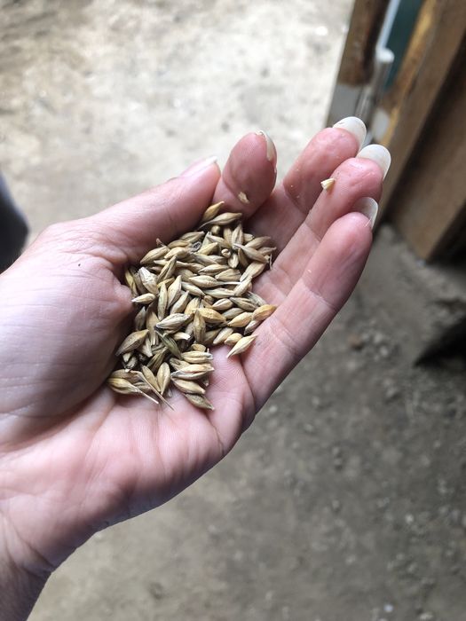 Orz de toamna umiditate mica