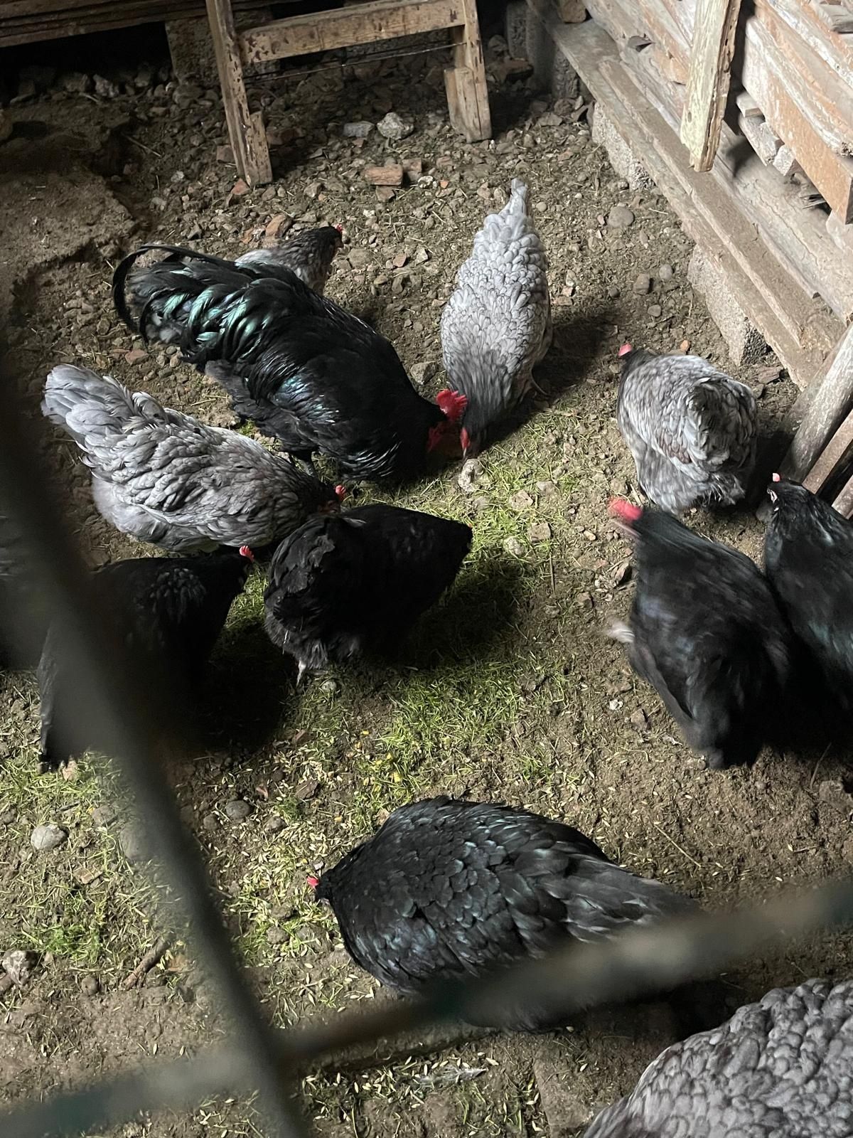 Australorp familie 11+1