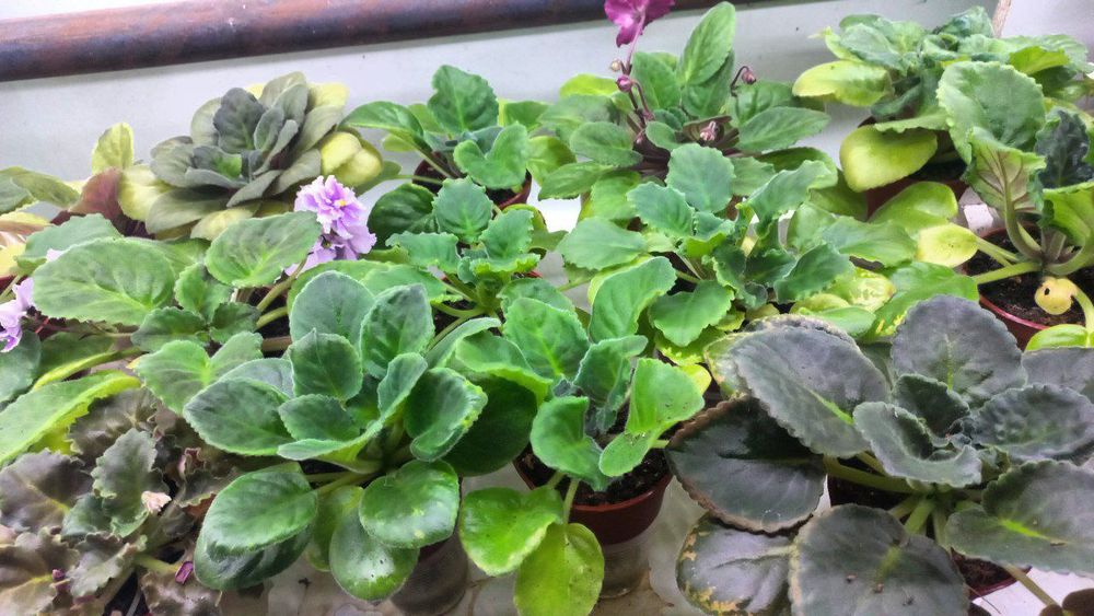 Fiyalka gullari detkasi arzon narxlarda sotiladi