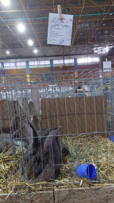 Iepuri uriași germani gri mascul și femele