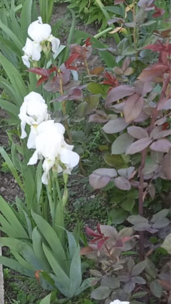 Iris germanica roz