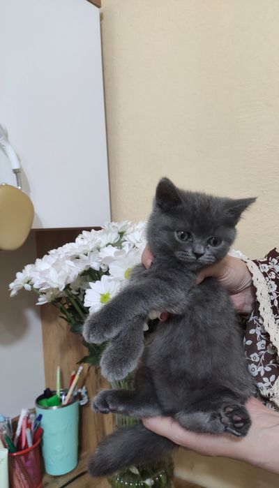 Пародистые котята