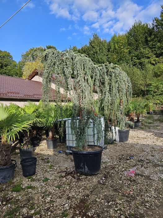 Cedru pendular toate dimensiunile