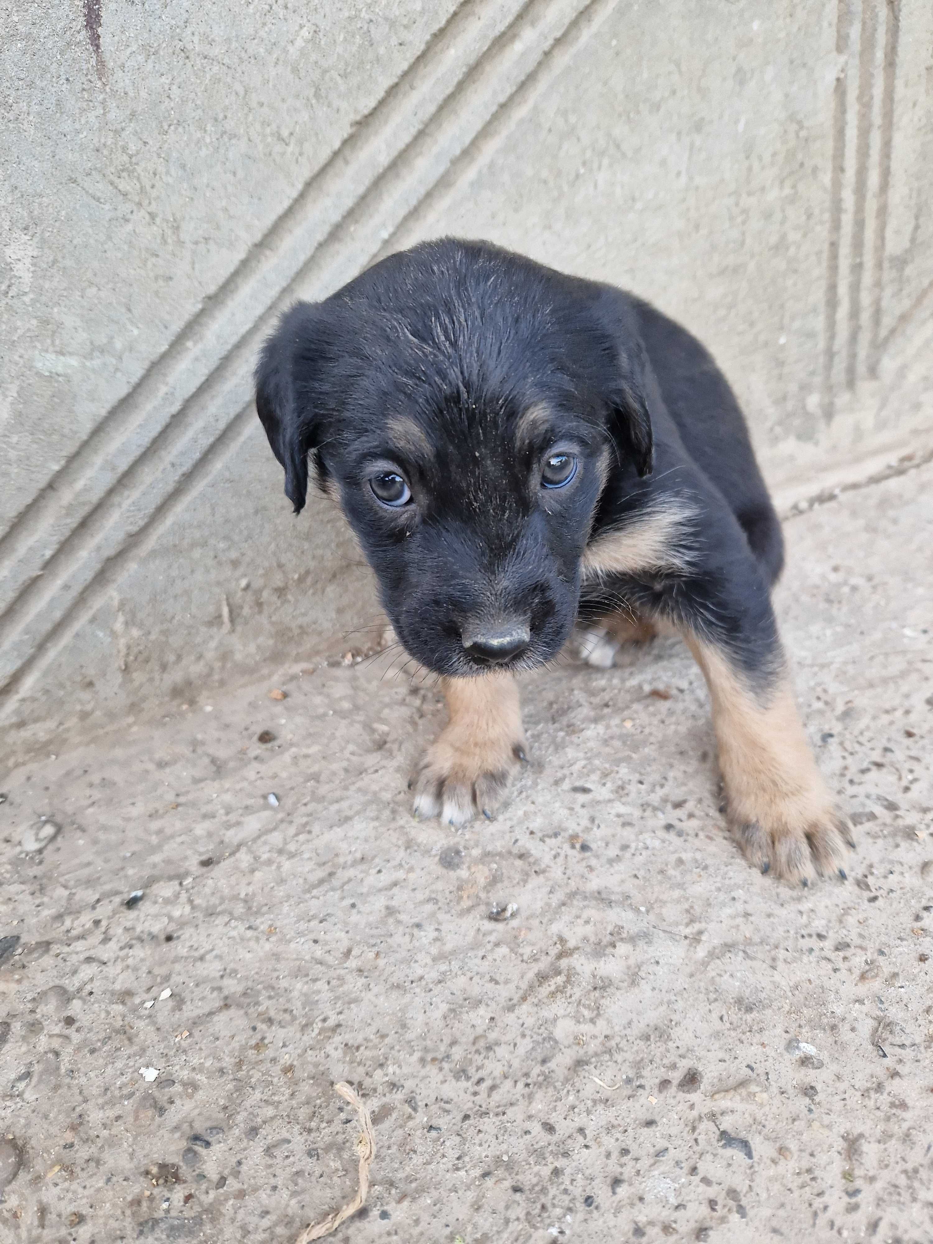 Catelusi lup-corcitura spre adoptie