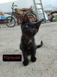 Отдам даром котят