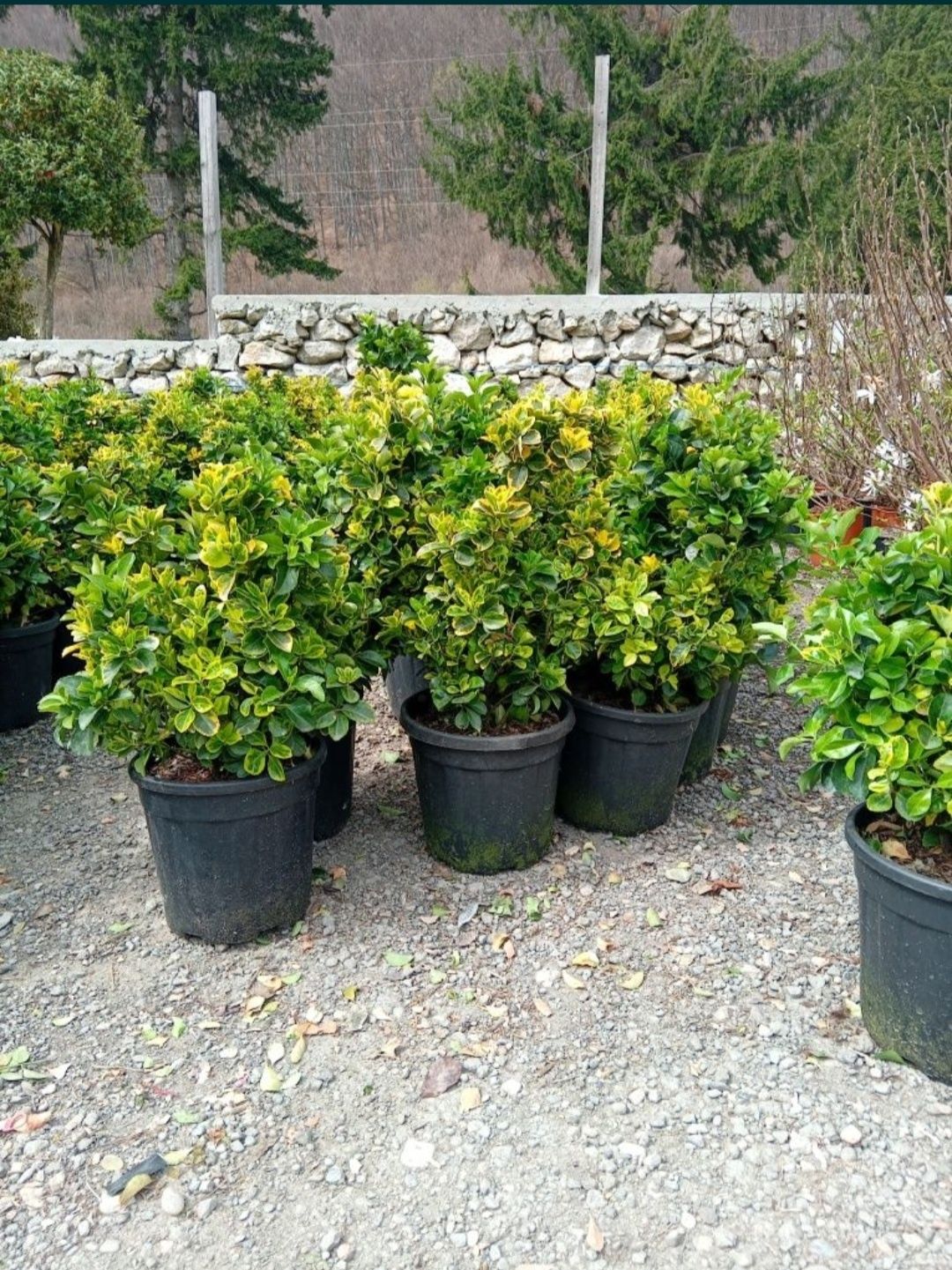 Photinia red robin tufa glob - eunimus gard viu, calitate premium