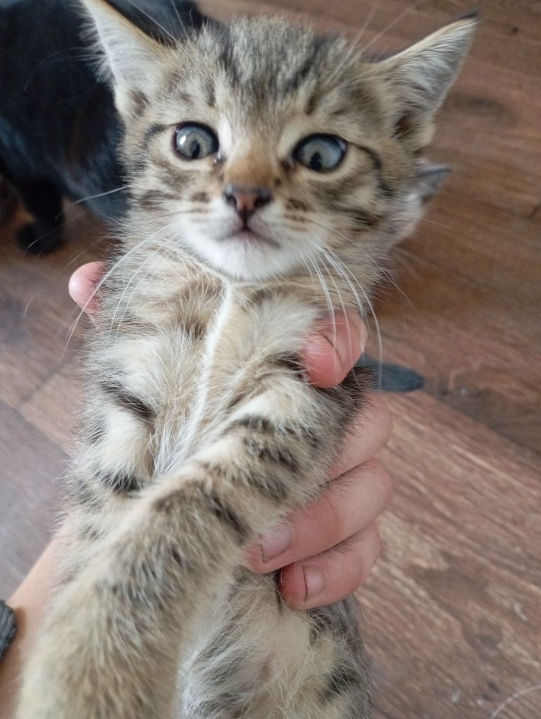 Котята  отдам в добрые руки