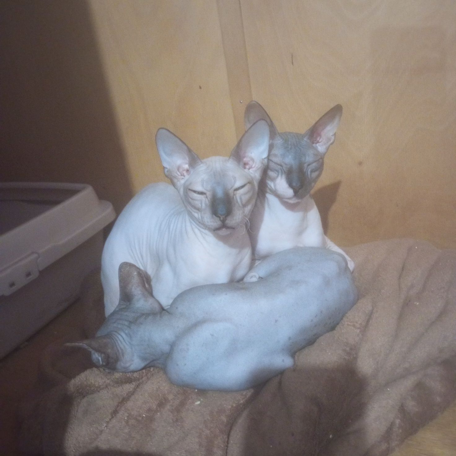 Передержка кошек