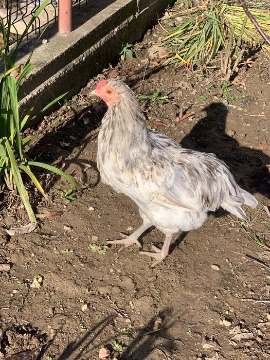 Vand Cocosi Araucana