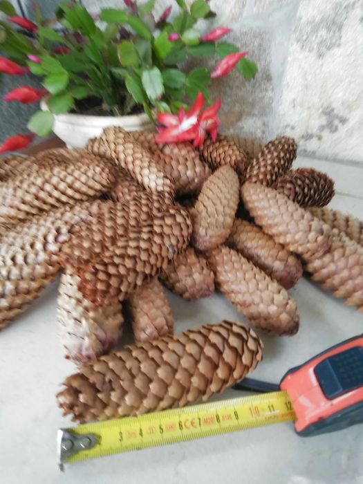 Красиви, големи   шишарки