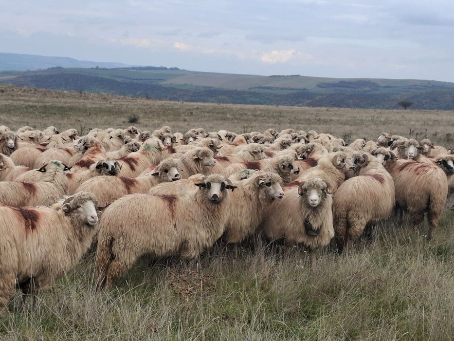 Vând 250 de oi bune de lapte