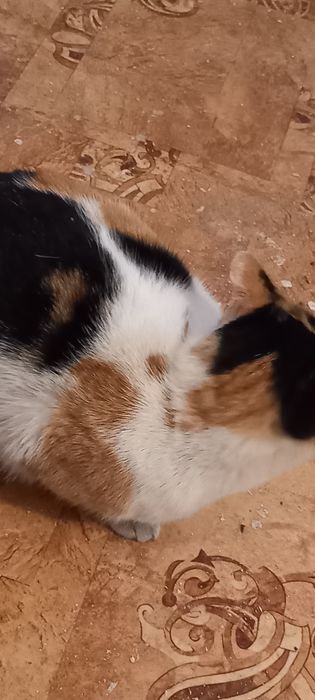 Кошки ищут хозяев