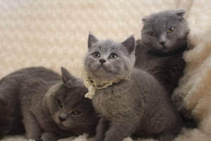 British shorthair pisicute, un cadou minunt, Cluj