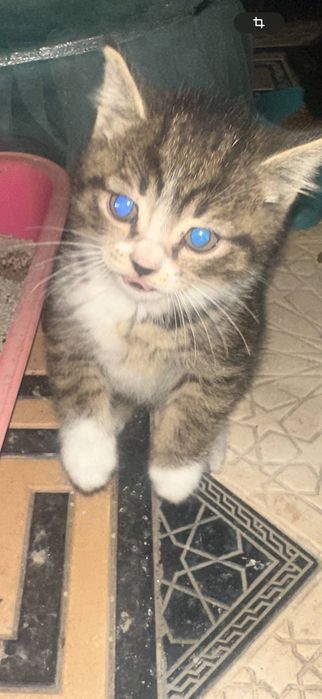 2 та домашние мушукчалар