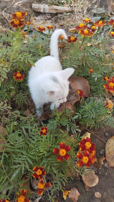 Отдам в хорошие руки