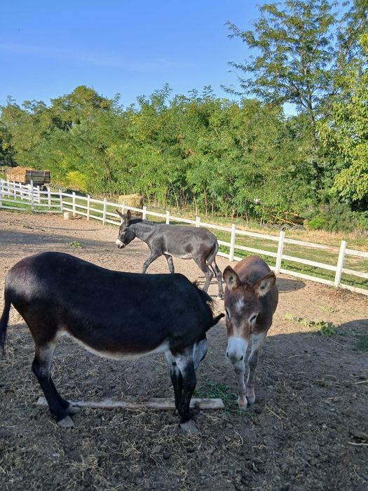 Magar 2 ani, Magatita gestanta de 2 ani si magarita 1 an.