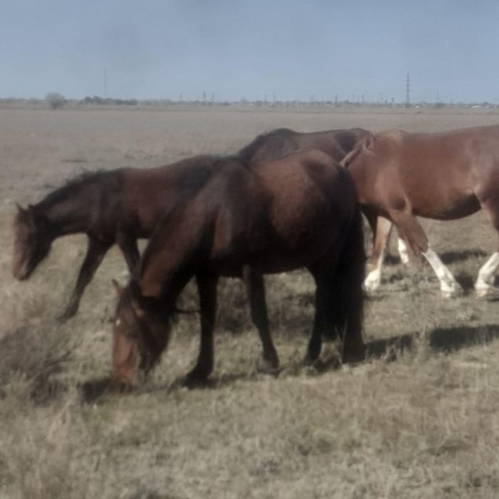 Продаю жеребых кобыл 2 головы