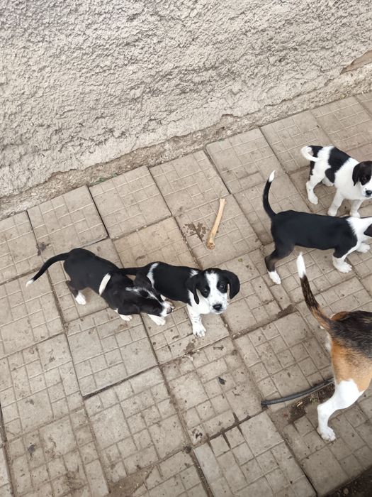 Donez căței cu mama Beagle