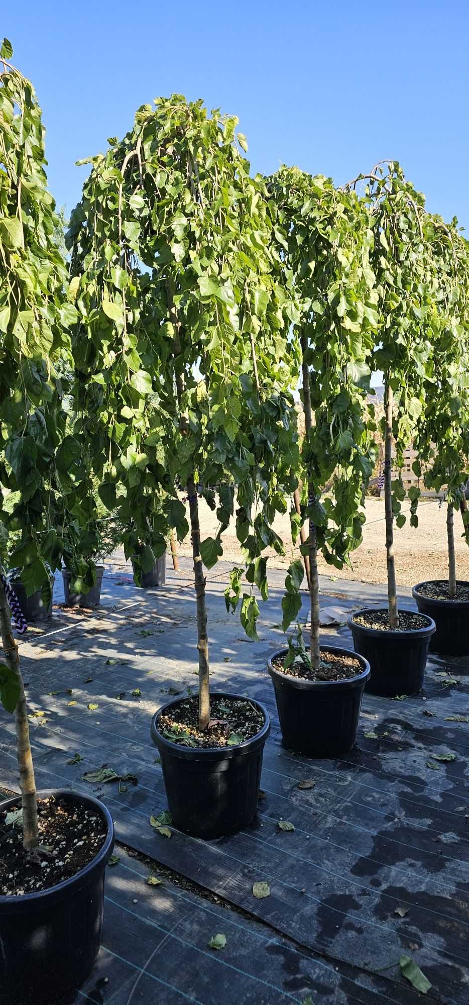 Dud Pendul altoit - Morus alba pendula
-9%