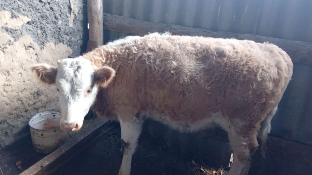 Телочка подсос 7 месяцев