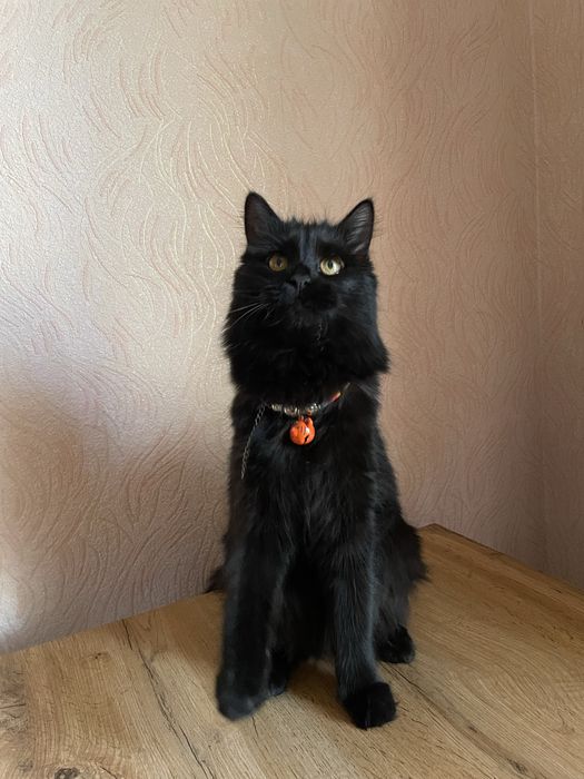 Кошка черная 1,5 года