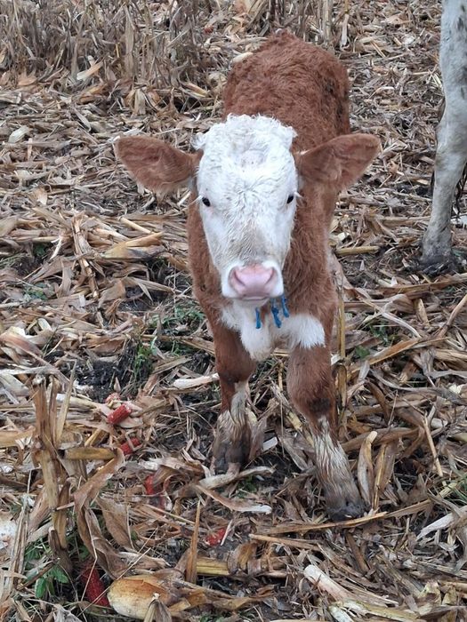 Vând 2 tăurași de 2 luni de pus la vaca semi înțărcați 3700lei bucata