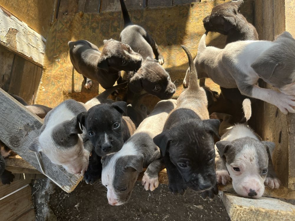 American bully standart