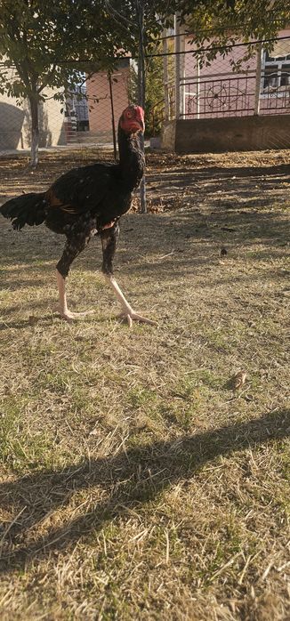 Бойцовы шоже кораз дакан петух