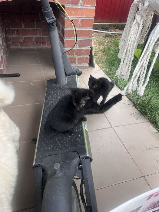 Donez 3 pisici ,toti sunt negri,unula are coadaa alba spre varf