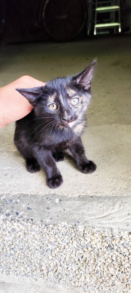 Подарявам малки котенца