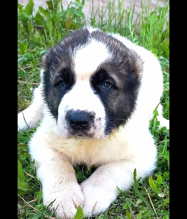 Алабай натуральный