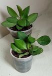 Продам. Hoya Tsangii . Редкий , коллекционный  сорт.