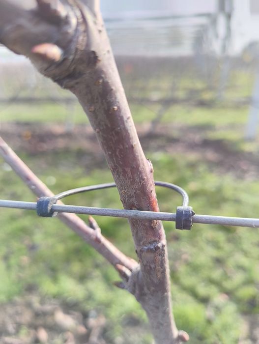 Vand bride sau cleme din plastic prindere pomi sau vita de vie 100 buc