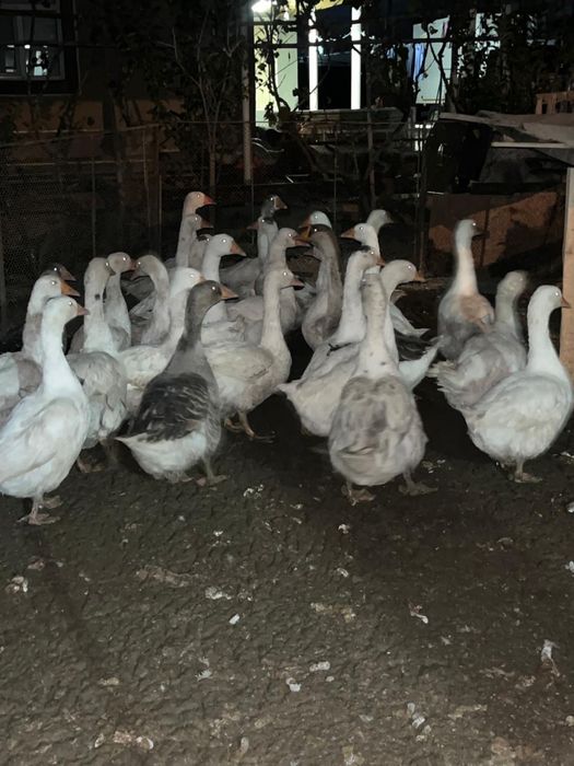 Каз, гусь сатылады