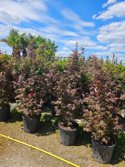 Laur englezesc lelandy tuia smarald spirale pon pon magnolia mesteacă