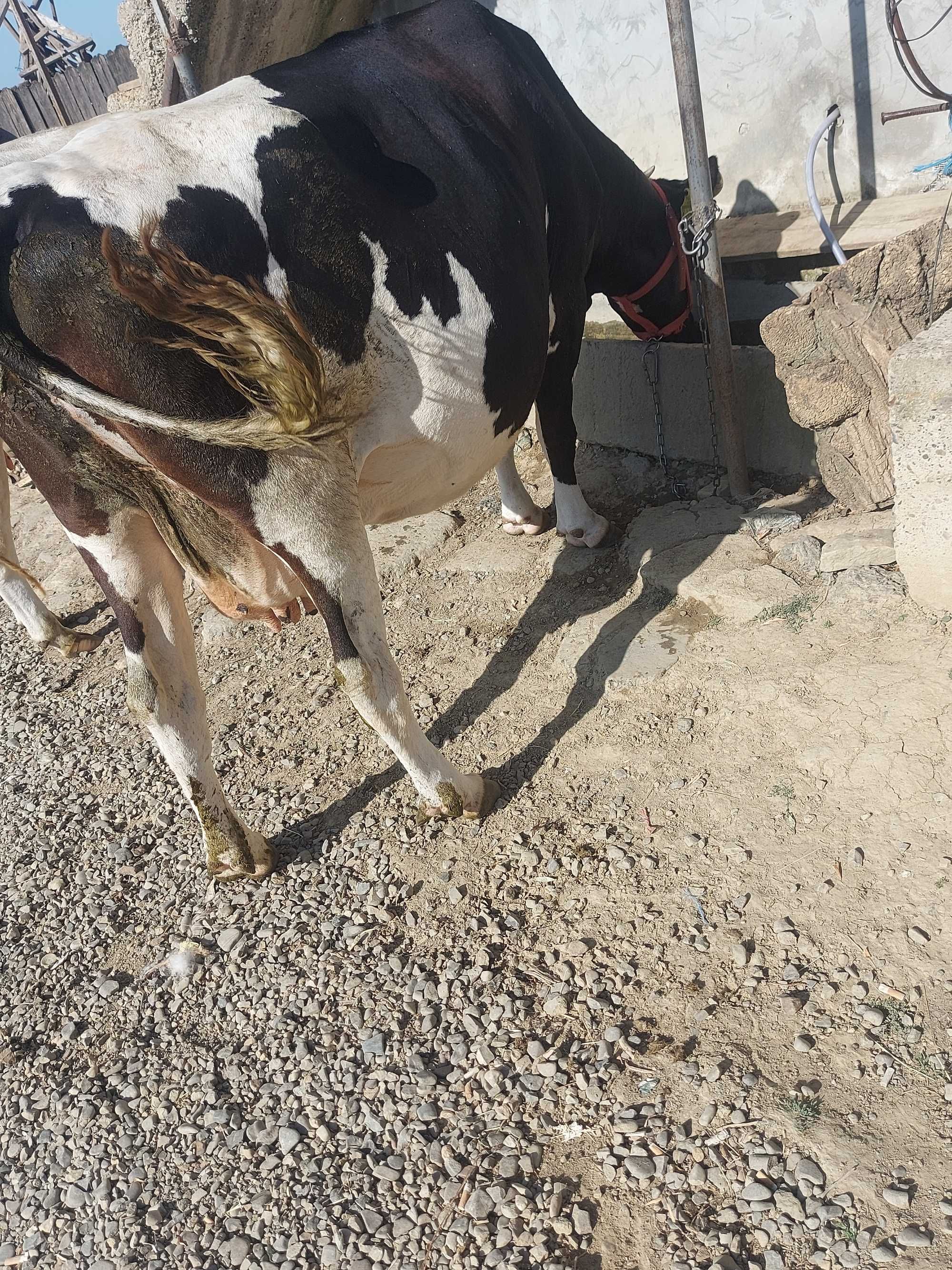 De vanzare manza de 2 ani manz de 1an si 4 luni si vaca pentru abator