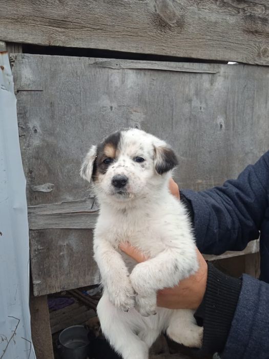 Ищем дом щенкам холодно